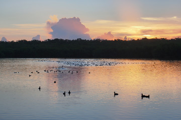 Obraz na płótnie Canvas Sunrise over West Lake in Everglades national Park, Florida.