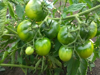 Green tomatoes of medium size grow on a Bush in a greenhouse