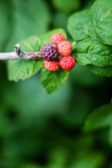 Branch of Black Raspberries