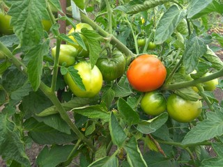 Red and green tomatoes of medium size grow on a Bush in the garden