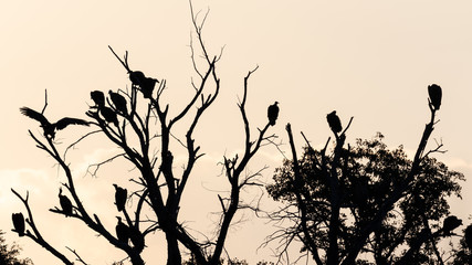 Silhouette of a group of vultures in a tree at dawn