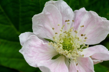 Pink Blackberry Flower