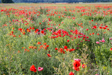 Field of poppy flowers 