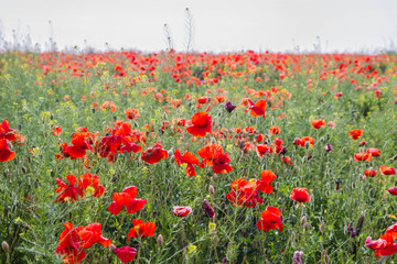 Field of poppy flowers 