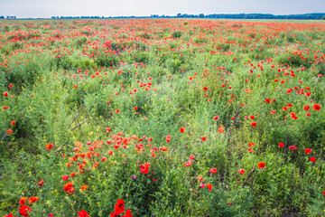Field of poppy flowers 