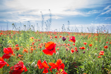 Field of poppy flowers 