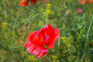 Field of poppy flowers 