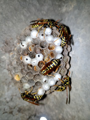 Wasp species polished on nest. Wasp nest