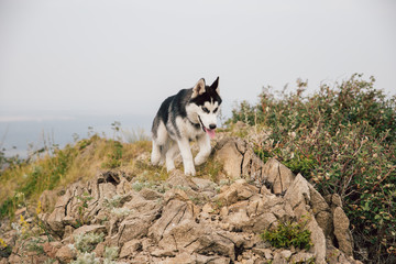 A black and white dog puppy Husky runs along the top of a rocky mountain with thickets of shrubs.