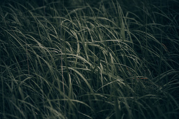 Thin strips of dark green grass on a cloudy day