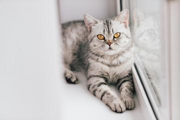 A Scottish or British cat with a marbled black and white color is resting on a white windowsill on a bright sunny day.
