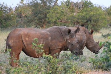 Fototapeta premium white rhinoceros in zoo