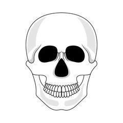 Skull isolated on white background. Cartoon human skull with jaw. Vector illustration for any design.
