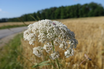 Naturlandschaft in der Nähe von 86653 Monheim