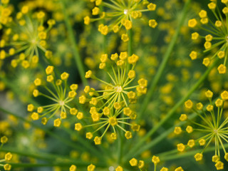 yellow dill flowers close up