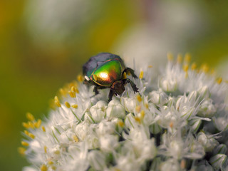 beautiful beetle on the flowers of onions