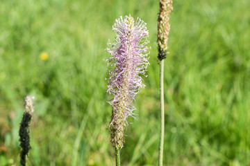 Closeup ofa platain on a meadow Macro