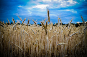 zboże,  © aleksandra