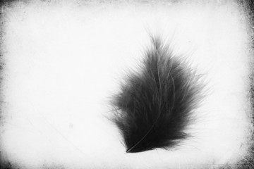 Beautiful abstract close up color gray and black feathers on the white isolated paper background and wallpaper