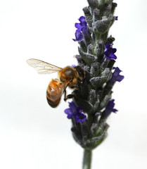 bee sucks a lavender flower