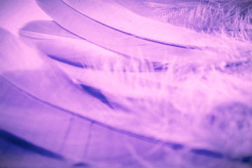 Beautiful abstract close up color purple light and pink feathers background and wallpaper