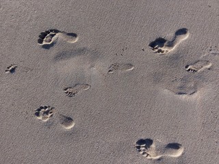 footprints of Family in the sand