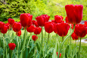 Fototapeta premium Tulip flower with green leaf background in tulip field for postcard beauty decoration and agriculture concept design.