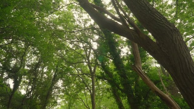 Light filtering through the trees. Point of view