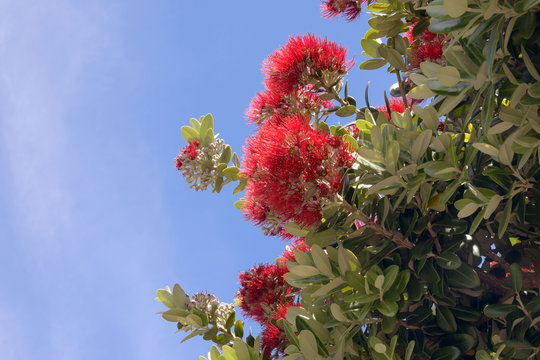 Delonix regia - a fiery tree against the blue sky. Beautiful tree with bright red flowers of the legume family, subfamily Caesalpinia. Island San Miguel, Azores.