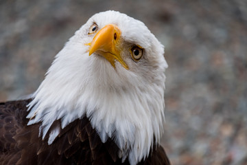 Curious bold eagle found at Vancouver Island, British Columbia