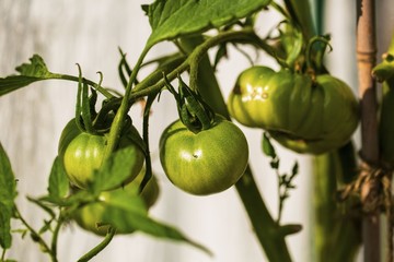 Close up macro view of tomatoes getting mature. Healthy food concept. Beautiful nature background.