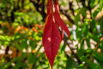 red leaf autumn spring summer