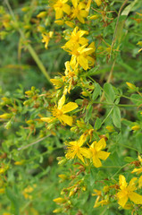 In the wild bloom Hypericum perforatum