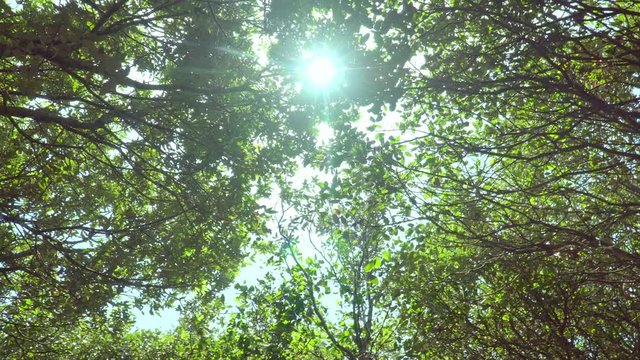 Sun rays seep through treetops