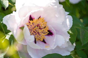 Peony is a spring flower. Delicate peony flower