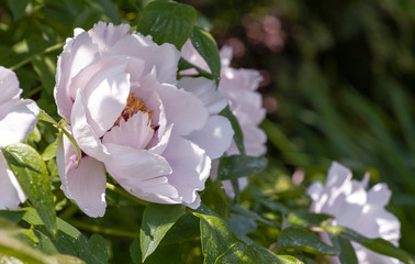 Peony is a spring flower. Delicate peony flower