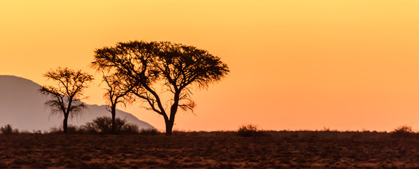 Sunset over trees, Namib Desert, Namibia.