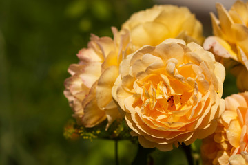 Fragrant rose bud on a dark background