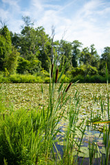 Obraz premium Water Lilies and Lotus Flowers