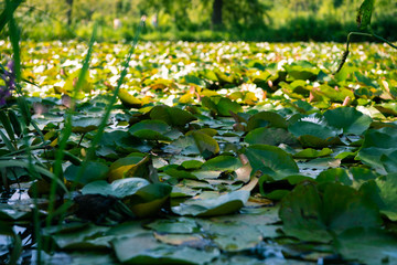 Fototapeta premium Water Lilies and Lotus Flowers