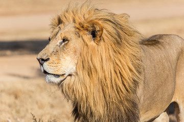 old captive male lion
