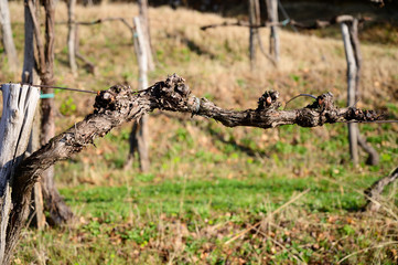 Pruned vines in early spring in vineyard