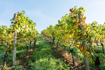 Fototapeta na wymiar Colorful grapes on vine in autumn