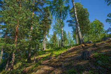 Gorgeous nature landscape view of lake with green tall trees on blue sky background. Sweden, Europe. Beautiful backgrounds.	