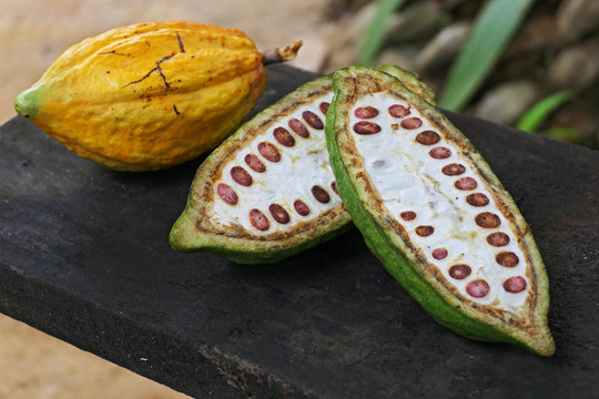 Full cacao pod and cut from top to bottom