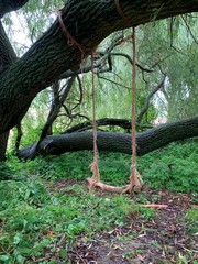 Obraz premium tree in the forest