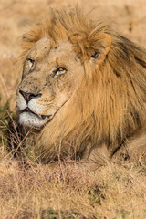 Obraz na płótnie Canvas captive male lion