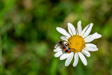 Obraz premium Kolorowe pasiaste czerwono-czarne chrząszcz Trichodes apiarius, Cleridae siedzi na biały kwiat stokrotka Leucanthemum vulgare. Szkodnik z regionu moskiewskiego pasożytujący w ulach. Niewyraźne zielone tło.