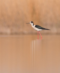 Obraz premium Black-winged Stilt (Himantopus himantopus)
