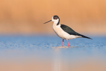 Black-winged Stilt (Himantopus himantopus)